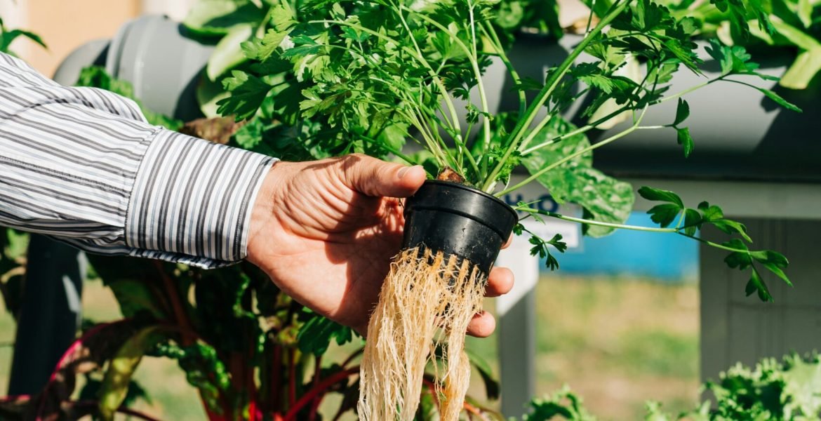 a person holding a plant