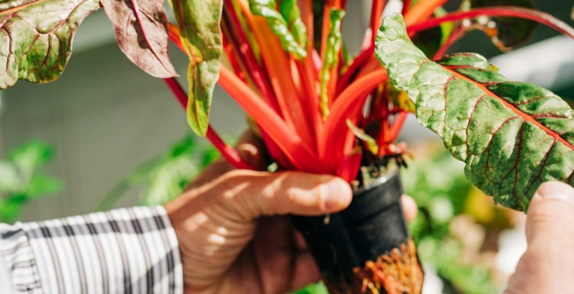 a person holding a plant